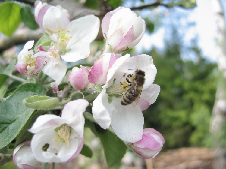 bienen