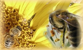 Bienenhonig Schönheide
